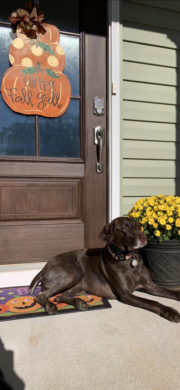 /images/uploads/southeast german shorthaired pointer rescue/segspcalendarcontest2019/entries/11454thumb.jpg
